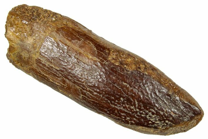 Fossil Sauropod Dinosaur (Titanosaur) Tooth - Morocco #297371